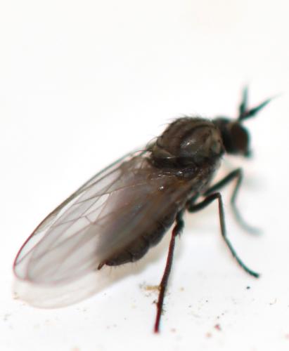 Réf. 281 086 : Microphor sp.